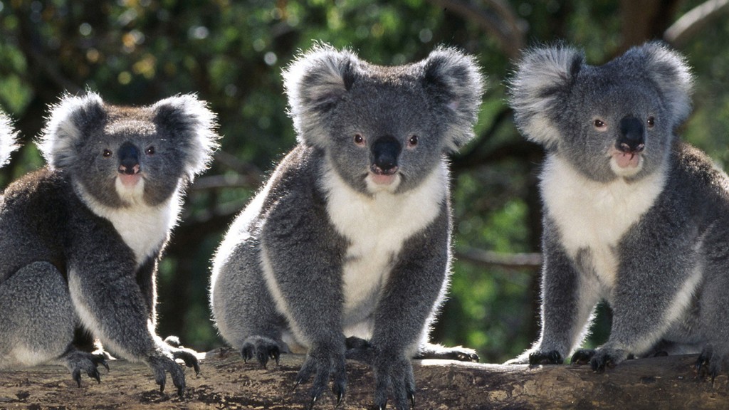 Ngoài hệ động vật biển phong phú, Australia còn thu hút du khách bởi những loài độc đáo như koala, kangaroo và wallaby (một loại kangaroo nhỏ). Bờ biển của quốc gia này cũng là một trong những vùng nhiều cá mập nhất thế giới. Ảnh: Animalsofaustralia.